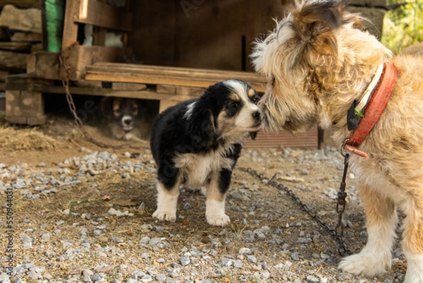 Obraz Chiot et sa maman
