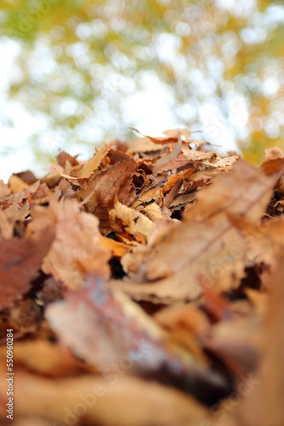 Fototapeta 落ち葉の山　紅葉の秋イメージ公園風景