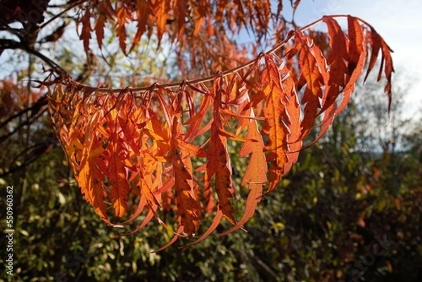 Obraz leaves in sunlight