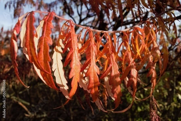 Obraz red and yellow leaves