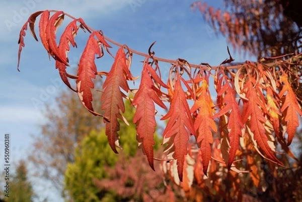 Obraz red autumn leaves