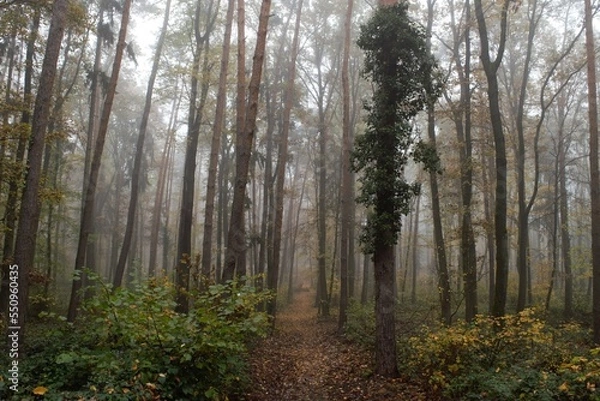 Obraz morning in the forest