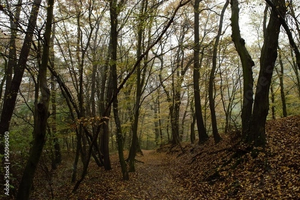 Obraz trees in the forest