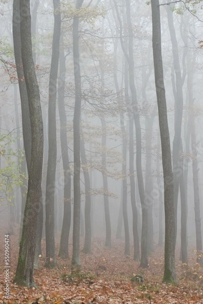 Obraz autumn in the forest