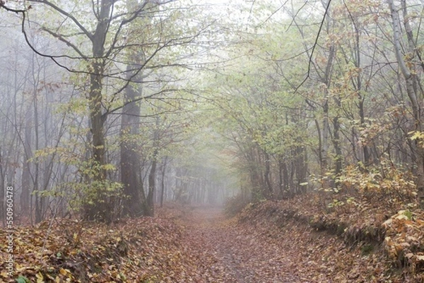 Obraz path in the forest