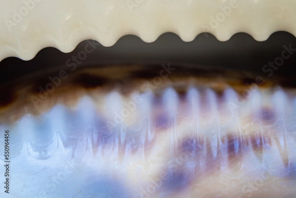 Obraz A Macro Shot of edge of Tiger Conch Shell