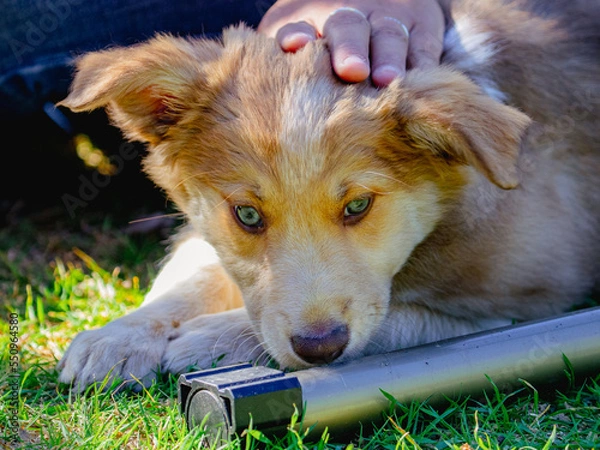 Obraz A Golden-Honey coloured Border Collie Puppy