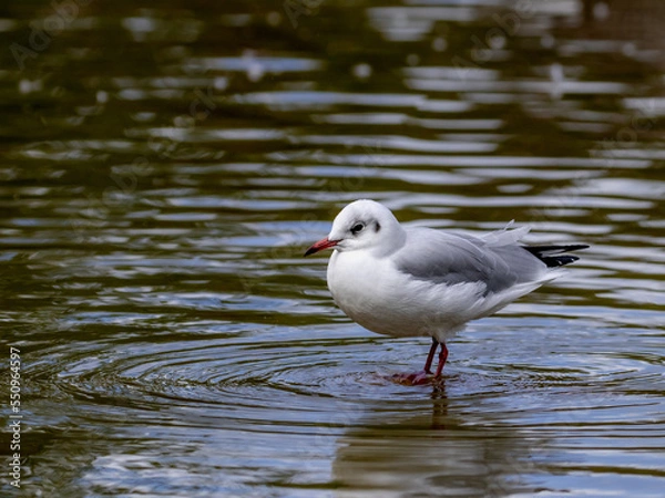 Obraz A Juvenile Black-Headed Gull