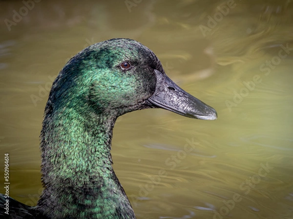 Obraz Mallard Closeup