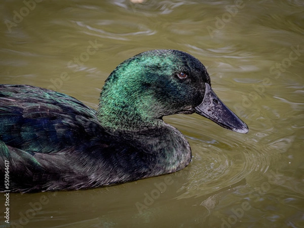 Obraz A Close Up of a Male Mallard