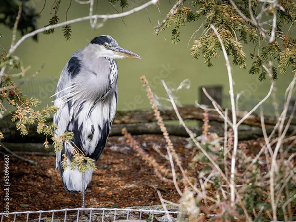 Obraz A Grey Heron standing on one leg