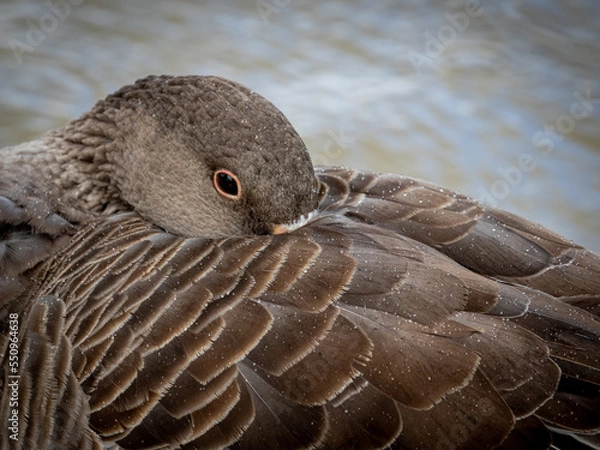 Obraz Waiting out the Rain
