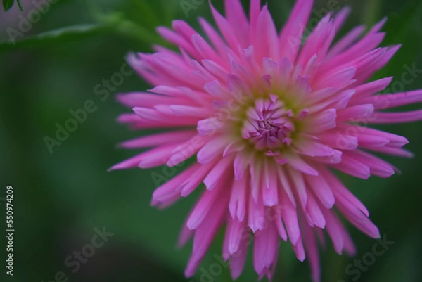 Fototapeta ダリア