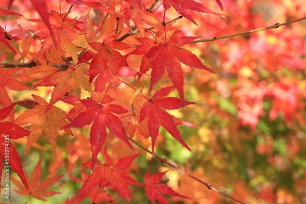 Fototapeta 日本の秋の風景、紅葉