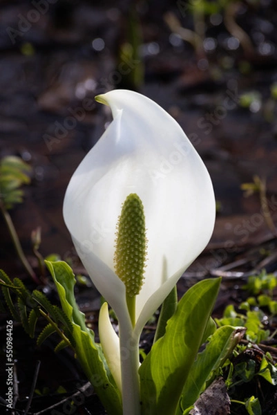 Obraz ミズバショウ