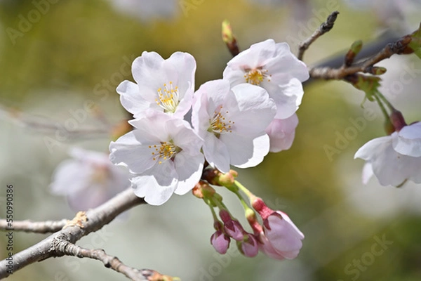 Obraz blossom in spring