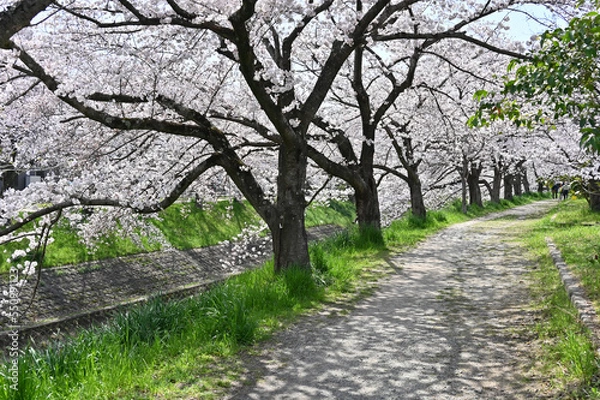 Fototapeta 佐保川沿いの桜並木