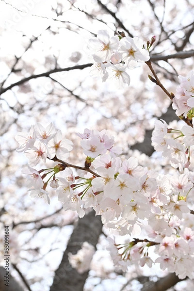 Obraz blossom in spring