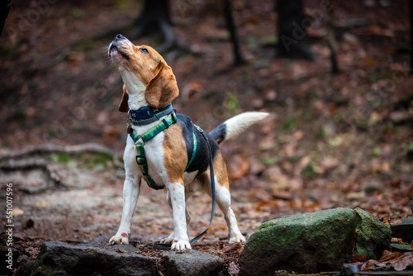 Obraz dog in the old forest.