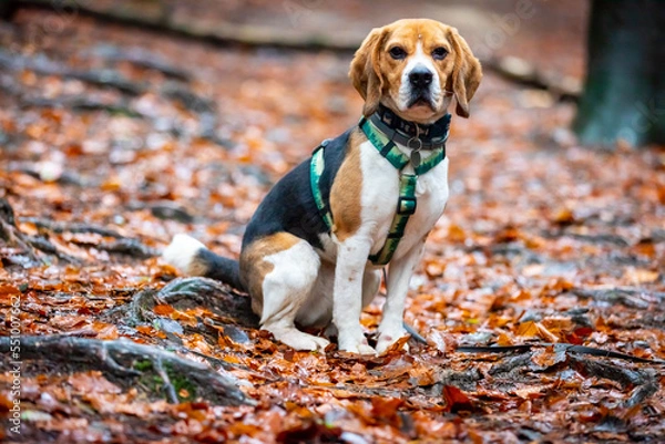 Obraz dog in the old forest.
