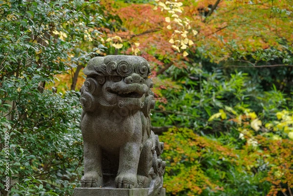 Fototapeta 赤坂氷川神社の狛犬と紅葉