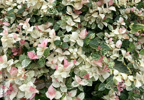 Obraz ハツユキカズラ