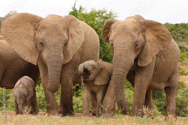 Obraz African Elephant family group (loxodonta africana)