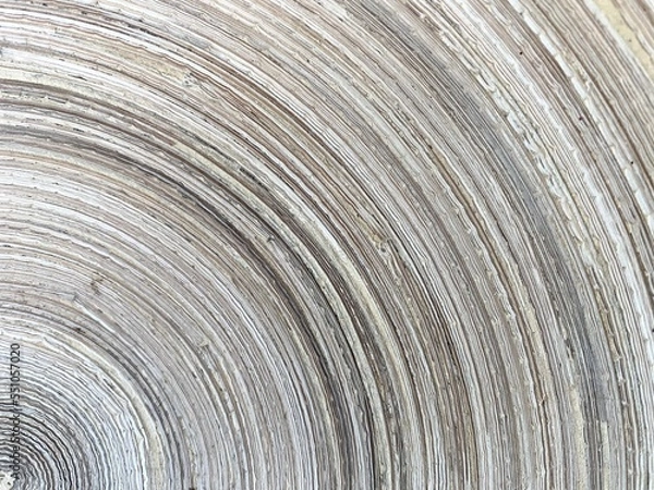 Fototapeta Close-up of a part of the White wooden plate surface with concentric texture.