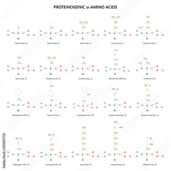 Obraz 20 proteinogenic α-amino acids. Structural formulas.