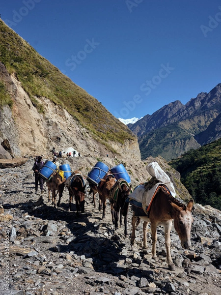 Obraz Mules in Nepal