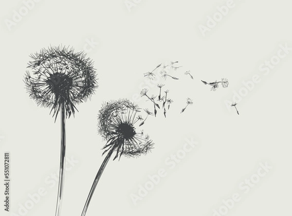 Obraz Dandelions, Flying Seeds of Dandelion Hand Drawn Illustration isolated on white Background