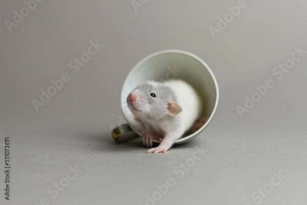 Fototapeta Cute rat on a gray background sitting in a cup