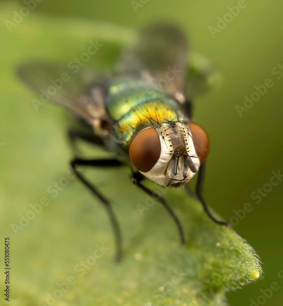 Obraz fly on green leaf