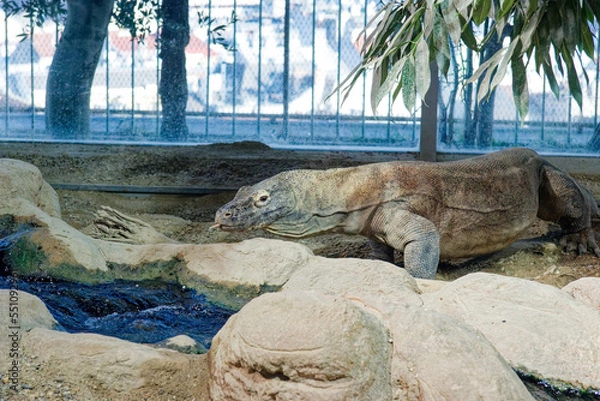 Fototapeta iguana on the beach