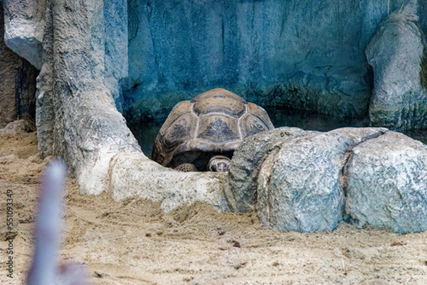 Fototapeta a turtle is sleeping in a pond