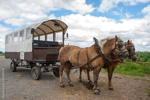 Fototapeta Through the flemish fields with horse and covered wagon.