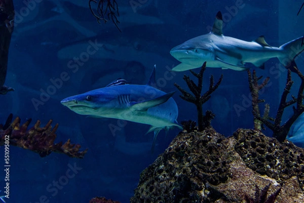 Fototapeta big sharks in a fish tank
