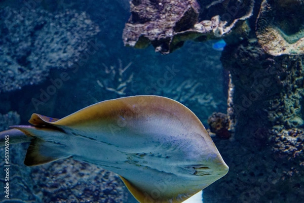 Fototapeta a sting ray in the fish tank
