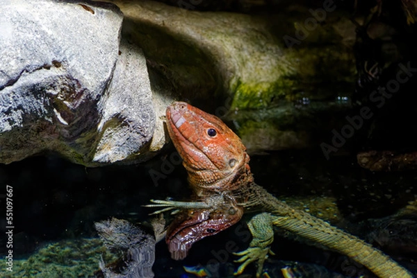 Fototapeta a skunk in the water