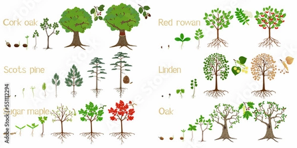 Obraz Set of forest tree growth cycles on a white background.