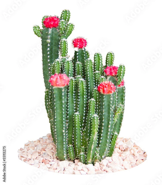 Fototapeta Cactus