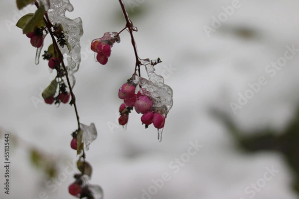 Obraz red berries on snow