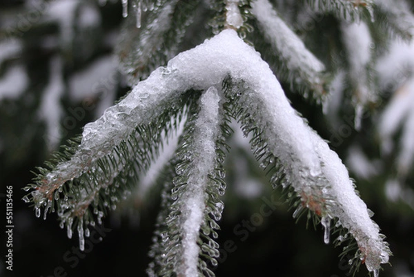 Obraz snow covered branches