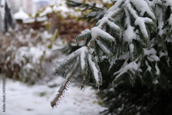 Obraz snow covered branches