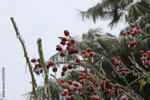 Obraz red berries in winter