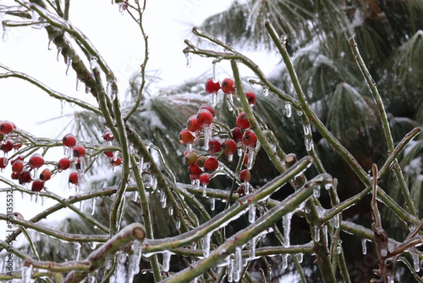 Obraz red berries in snow