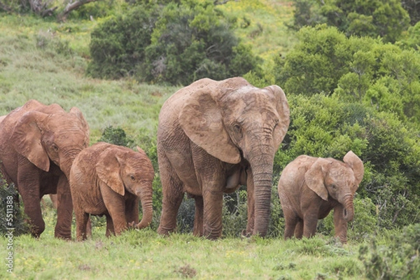 Obraz Africane Elephant Family (Loxodonta africana)