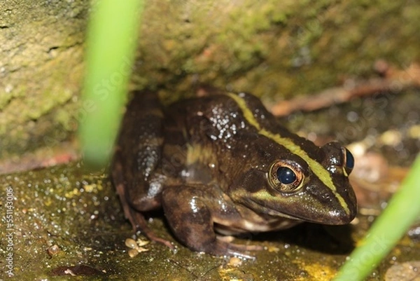 Obraz Brown Cape River Frog in a stream
