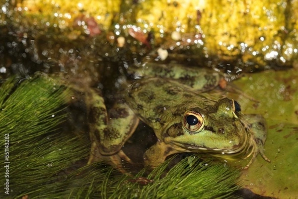 Obraz Green Cape River Frog in a stream