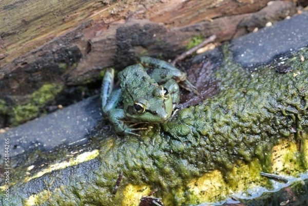 Obraz Green Cape River Frog in a stream